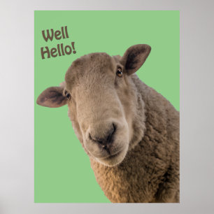 Póster Oveja
