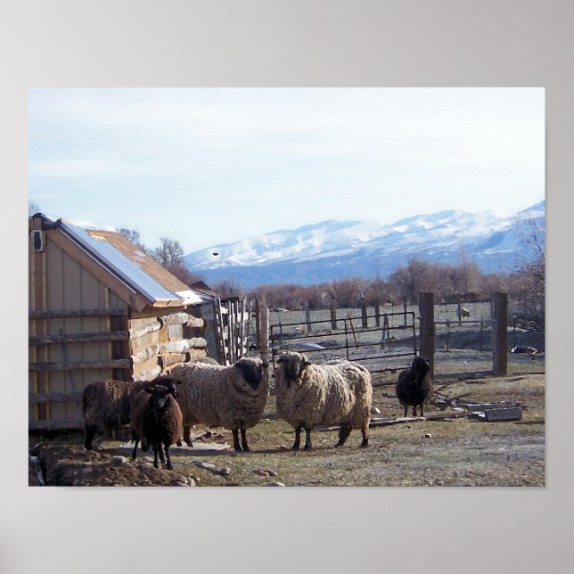 Póster Oveja (Frente)