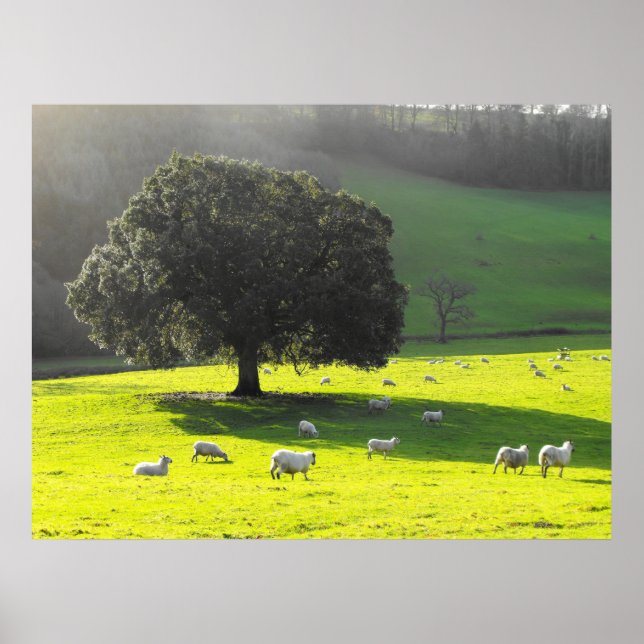 Póster Oveja al sol de la mañana (Frente)