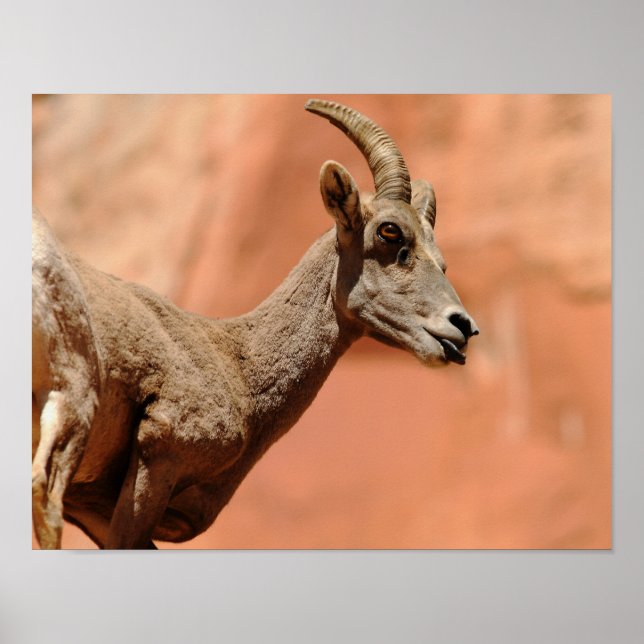 Póster Oveja Bighorn (Frente)