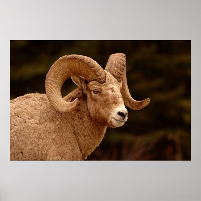 Póster Oveja Bighorn (Frente)