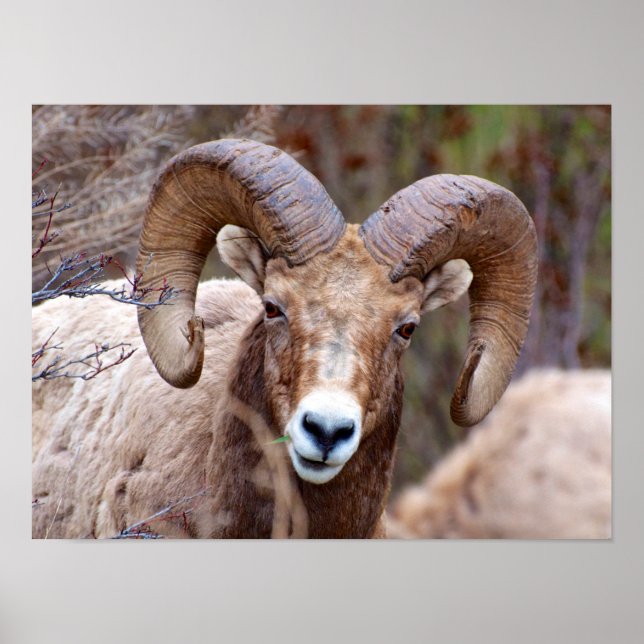 Póster Oveja Bighorn de Montaña Rocosa (Frente)