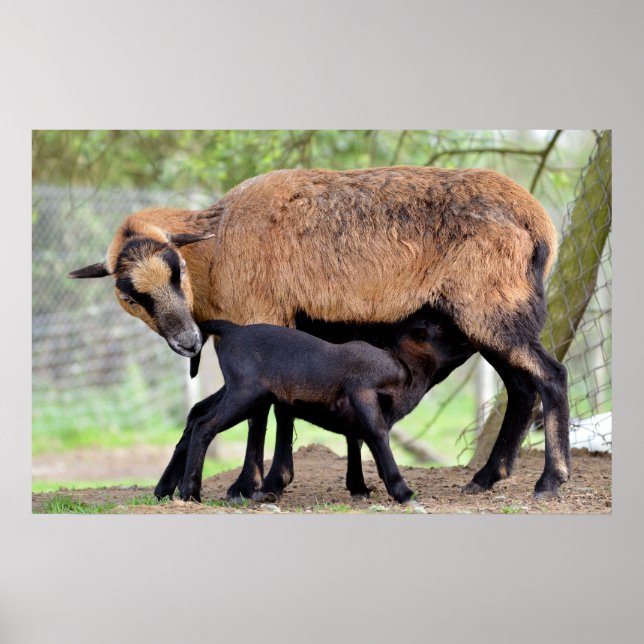 Póster Oveja de Camerún y cordero succionado (Frente)
