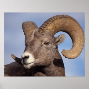 Póster oveja de cuernos grandes, oveja de montaña, Ovis c