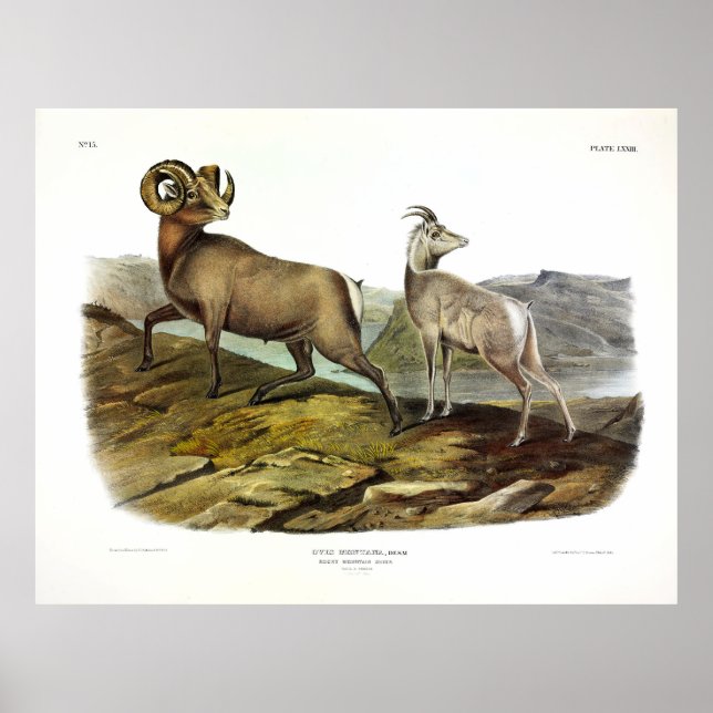 Póster Oveja de montaña rocosa, oveja bighorn de Audubon (Frente)