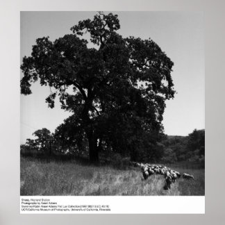 Póster Oveja, Estación Hopland, por Ansel Adams
