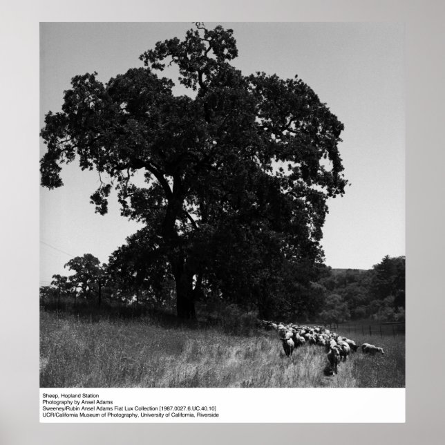 Póster Oveja, Estación Hopland, por Ansel Adams (Frente)