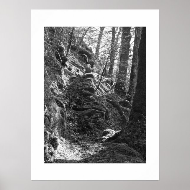 Póster Oveja Herdwick, Cumbria (Frente)