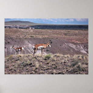 Póster Oveja Pronghorn