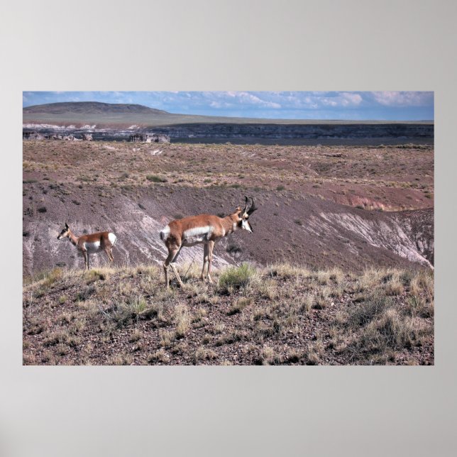 Póster Oveja Pronghorn (Frente)