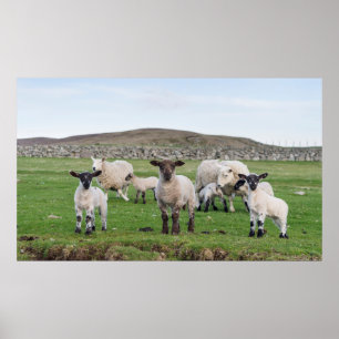 Póster Oveja Shetland