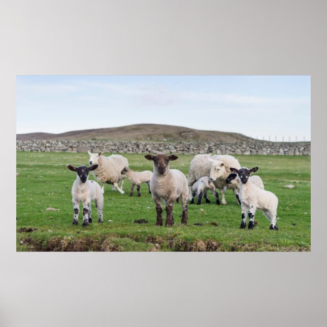Póster Oveja Shetland (Frente)