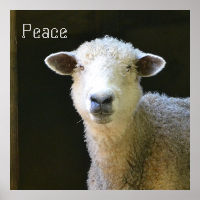 Póster Oveja suave (Frente)