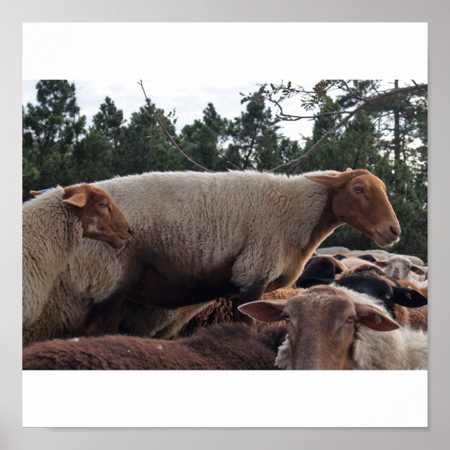 Póster Ovejas (Frente)