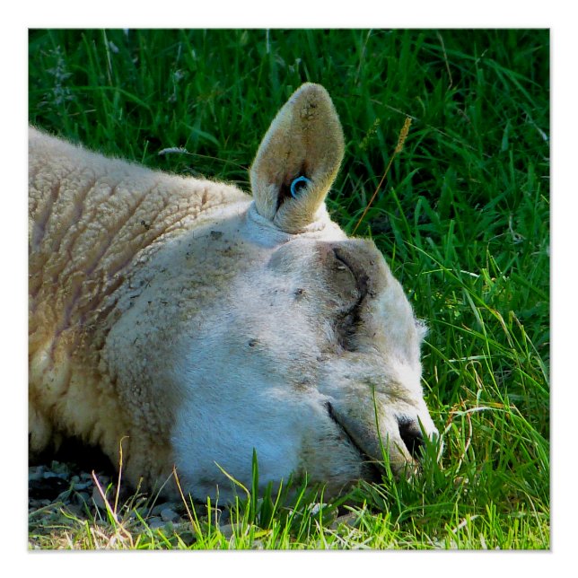 PÓSTER OVEJAS (Anverso)