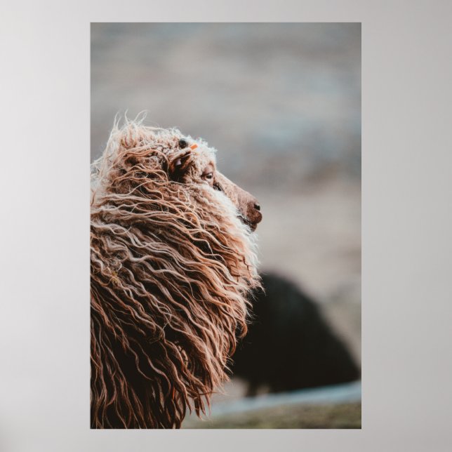 PÓSTER OVEJAS (Frente)