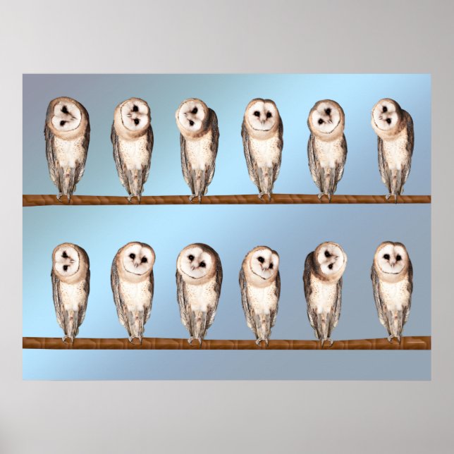 Póster Ovejas curiosas (Frente)