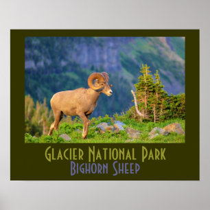 Póster Ovejas de Bighorn del Parque Nacional Glacier