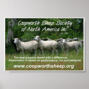 Póster Ovejas de Coopworth