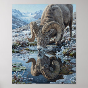 Póster Ovejas de Cuerno Grande Bebiendo Agua de Estanque
