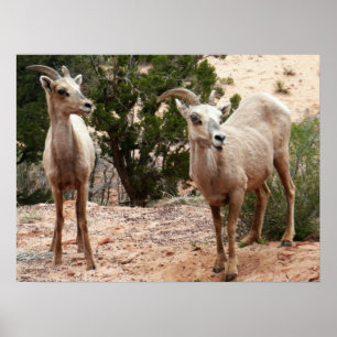 Póster Ovejas divertidas de cuernos grandes en el Parque
