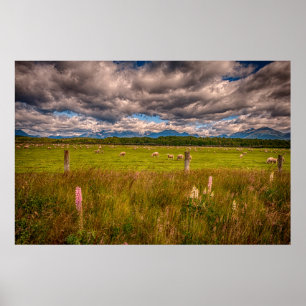 Póster Ovejas en Fiordland, Te Anau, Nueva Zelandia