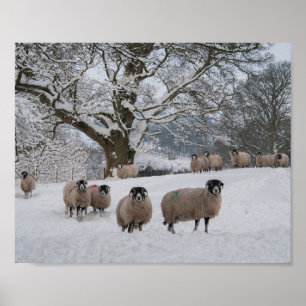 Póster Ovejas en la nieve