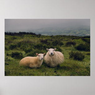 Póster OVEJAS EN MOEL FAMAU, MOLD, RANGE CLWYDIAN, Reino 