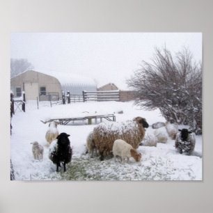Póster Ovejas en nieve de abril