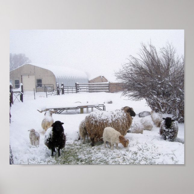 Póster Ovejas en nieve de abril (Frente)