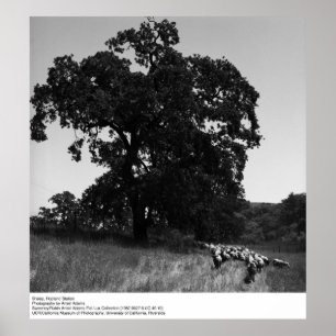 Póster Ovejas, estación de Hopland, por Ansel Adams