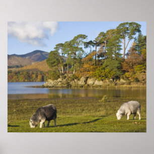 Póster Ovejas Herdwick en Friars Crag, Derwentwater, 2