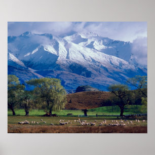 Póster Ovejas pastando bajo el Harris coronado de nieve