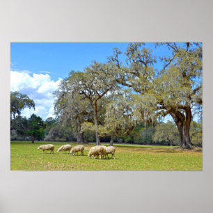 Póster Ovejas pastando en Middleton Place, Carolina del S