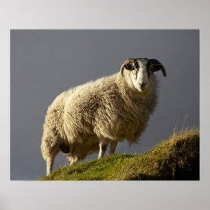 Póster Ovejas, península de Trotternish, isla de Skye,