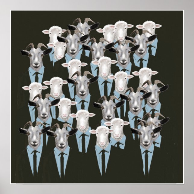Póster Ovejas y cabras (Frente)