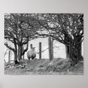 Póster Ovejas y fotografía blanco y negro de los árboles