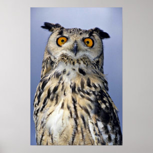Póster Ovulina águila