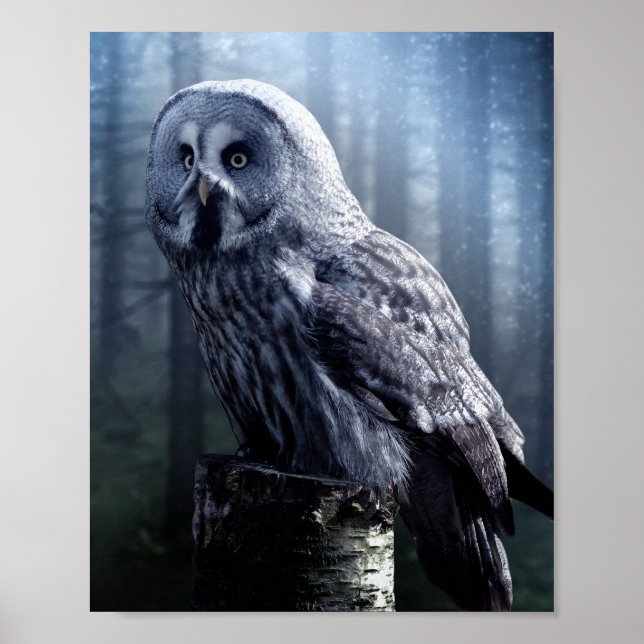 Póster Owl Bird Animal Woodland Forest  (Frente)