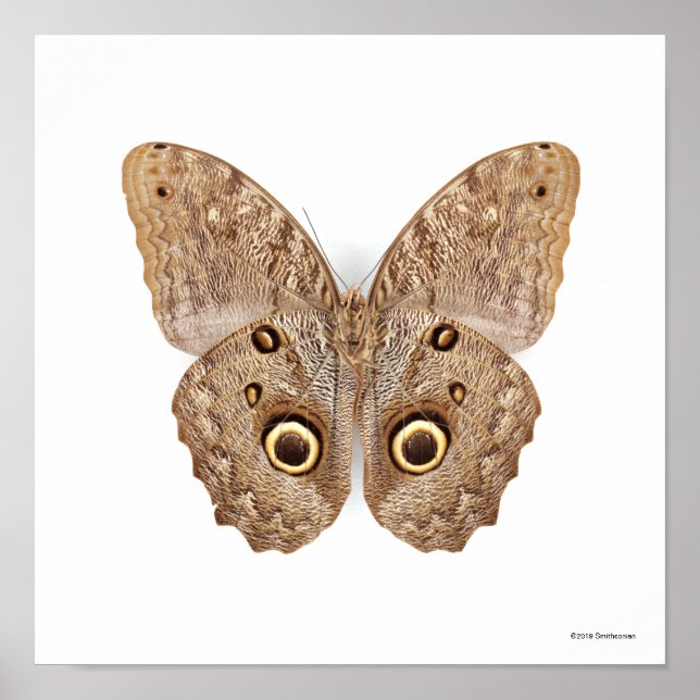 Póster Owl Butterfly (Frente)