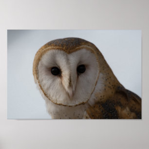 Póster Owl Eyes