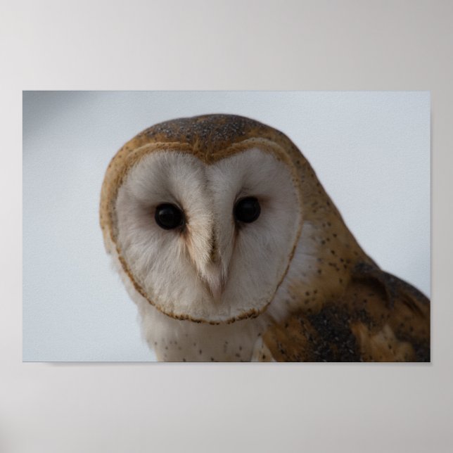 Póster Owl Eyes (Frente)