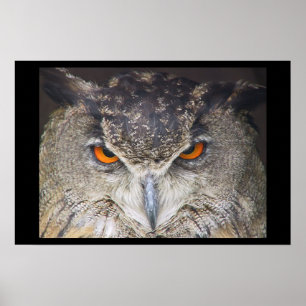 Póster Owl head