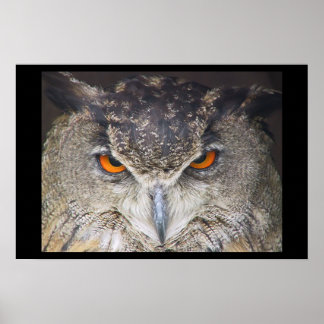 Póster Owl head