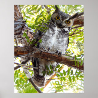 Póster Owl mirando hacia abajo desde la rama