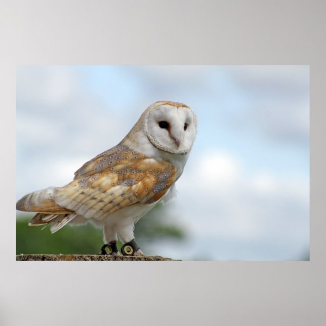 Póster owl picture (Frente)