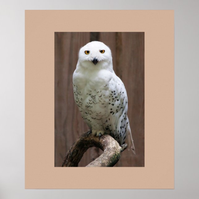 Póster Owl Poster (Frente)