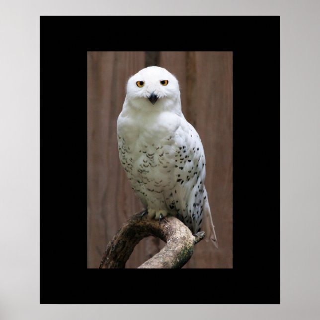 Póster Owl Poster (Frente)