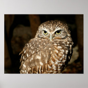 Póster Owl Poster
