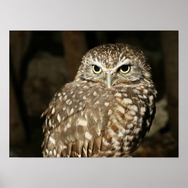 Póster Owl Poster (Frente)